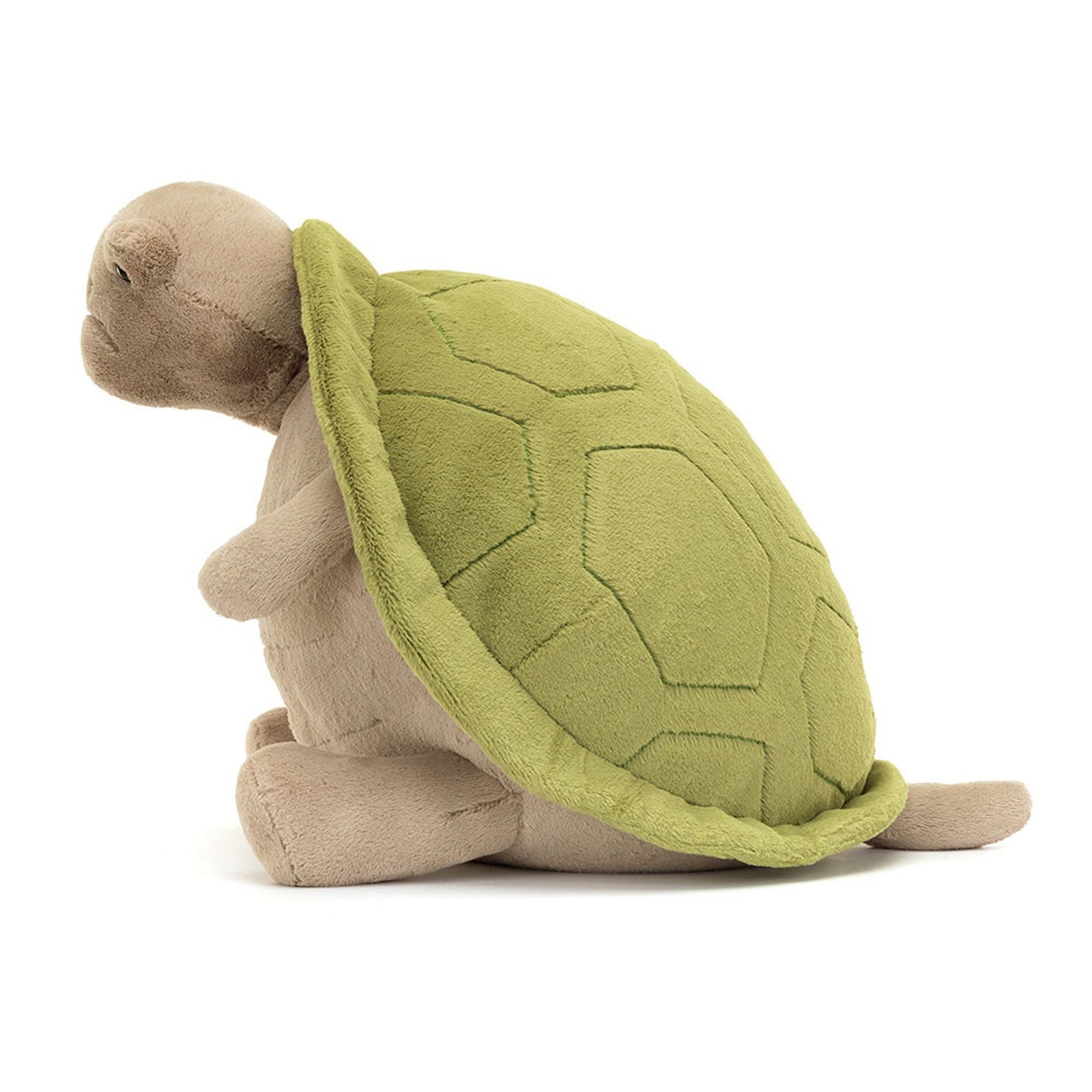 Timmy Turtle – The Gentle Ocean Friend 🐢